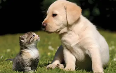 Kapuskasing Veterinary Hospital